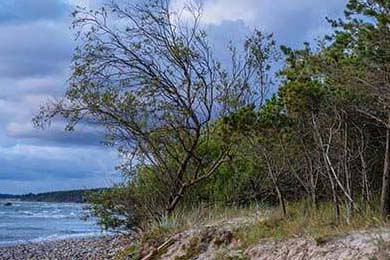 C9晋级LCS季后赛，c9战队s赛成绩